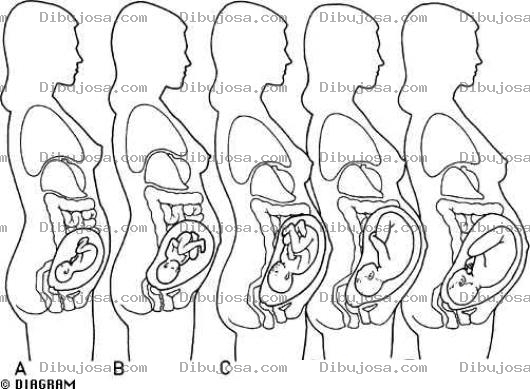 Dibujo para colorear Etapas Del Embarazo Dibujo De La Formacion Del Feto En El Vientre Para Pintar Y Colorear Bebe En Mujer Embarazada