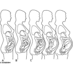 Dibujo para colorear Etapas Del Embarazo Dibujo De La Formacion Del Feto En El Vientre Para Pintar Y Colorear Bebe En Mujer Embarazada