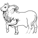Dibujo para colorear Dibujo De Toro Para Pintar Y Colorear