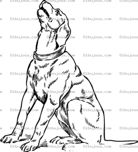 Dibujo para colorear Chucho Ahuyando Para Pintar Y Colorear El Aullido De Un Perro