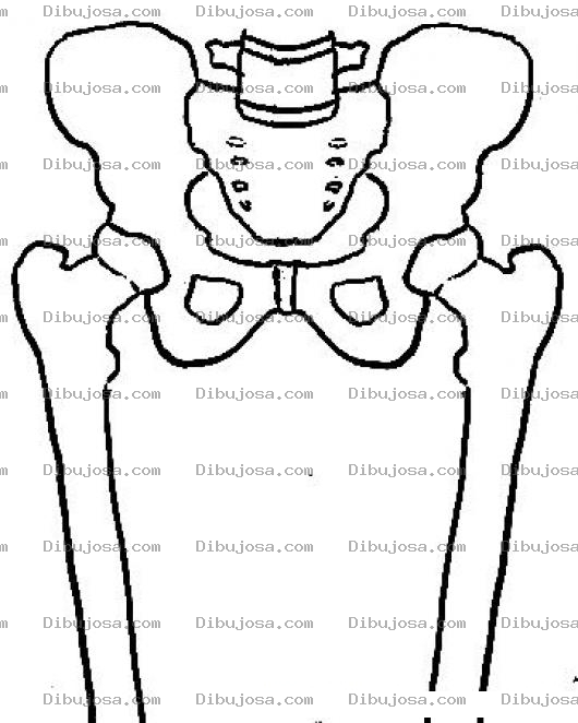 Dibujo para colorear Dibujo De Los Huesos De La Cadera Para Pintar Y Colorear