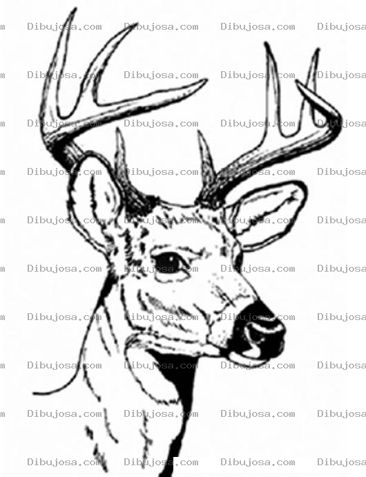 Dibujo para colorear Dibujo De Cabeza De Venado Con Cachos Para Pintar Y Colorear Venadito Con Cuernos