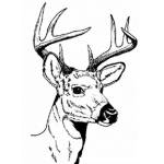 Dibujo para colorear Dibujo De Cabeza De Venado Con Cachos Para Pintar Y Colorear Venadito Con Cuernos