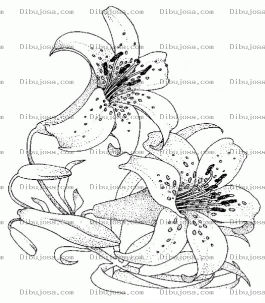 Dibujo para colorear Lirios De Los Campos Para Pintar Y Colorear