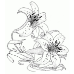 Dibujo para colorear Lirios De Los Campos Para Pintar Y Colorear