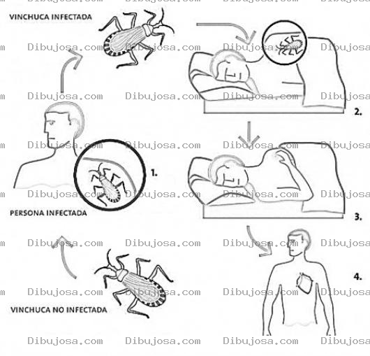 Dibujo para colorear Chagas.com Maldechagas Dibujo Del Mal De Chagas Para Pintar Y Colorear Enfermedad De Chagas Conocida Como Tripanosomiasis Americana