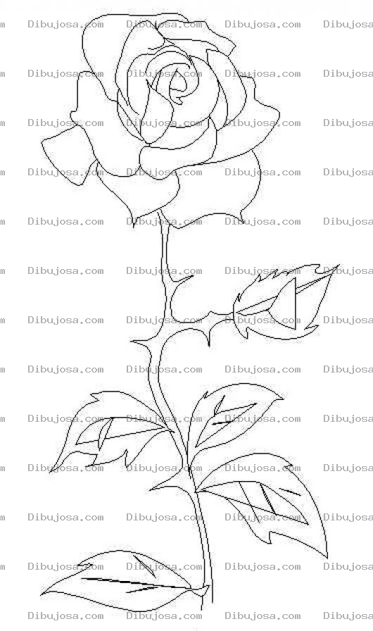 Dibujo para colorear Colorear Rosa con Espinas