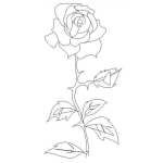 Dibujo para colorear Colorear Rosa con Espinas