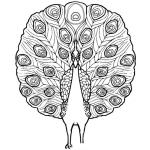 Dibujo para colorear Colorear un Pavo Real
