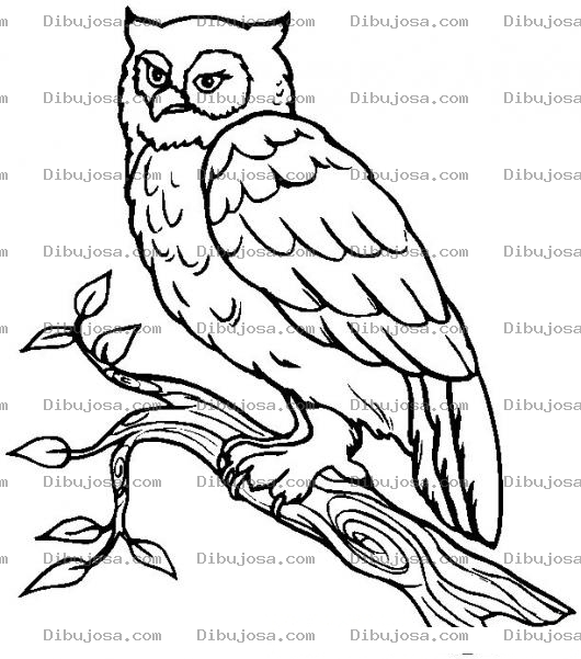 Dibujo para colorear Colorear un Buho
