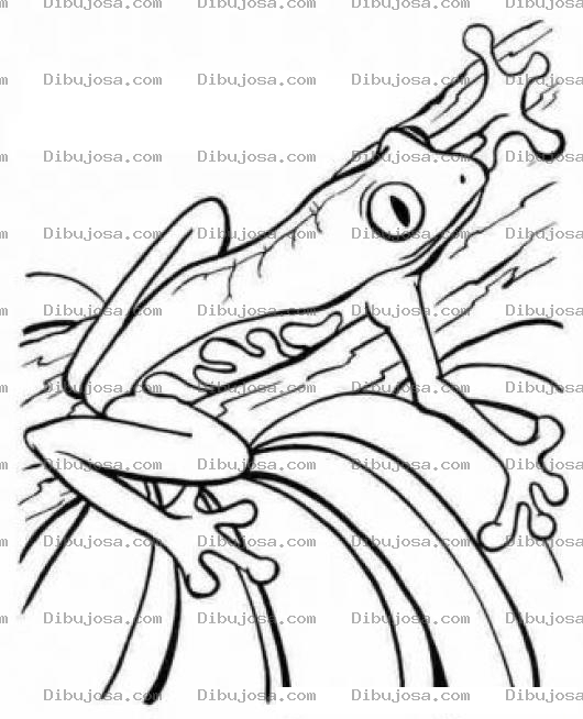 Dibujo para colorear Rana De Costarica Para Pintar Y Colorear A Una Rana Flaca Y Venenosa De Costa Rica