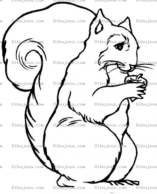 Dibujo para colorear Colorear ardilla con su bellota