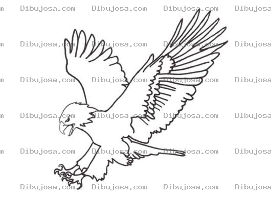 Dibujo para colorear Dibujo De Aguila Con Las Garras Extendidas Listas Para Cazar