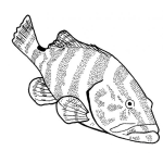 Dibujo para colorear Dibujo De Pescado Feo Para Pintar Y Colorear
