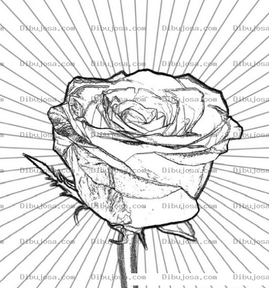 Dibujo para colorear Colorear Rosa con lineas de sol