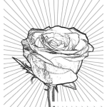 Dibujo para colorear Colorear Rosa con lineas de sol