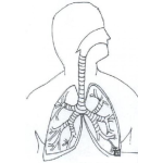 Dibujo para colorear Dibujo Del Sistema Respiratorio Para Pintar Y Colorear Sistema Pulmonar