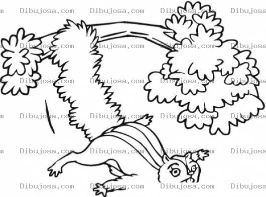 Dibujo para colorear Ardilla Voladora Para Pintar Y Colorear