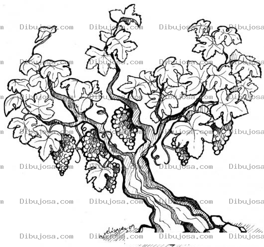 Dibujo para colorear Vinedo Dibujo De Arbol De Uvas Para Pintar Y Colorear