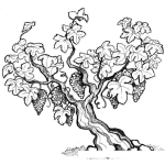 Dibujo para colorear Vinedo Dibujo De Arbol De Uvas Para Pintar Y Colorear
