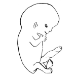 Dibujo para colorear Dibujo De Feto Para Pintar Y Colorear