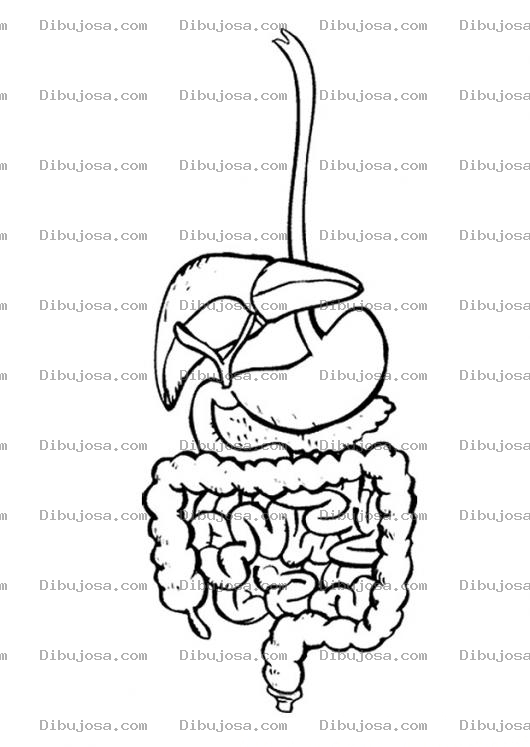 Dibujo para colorear Colorear aparato digestivo