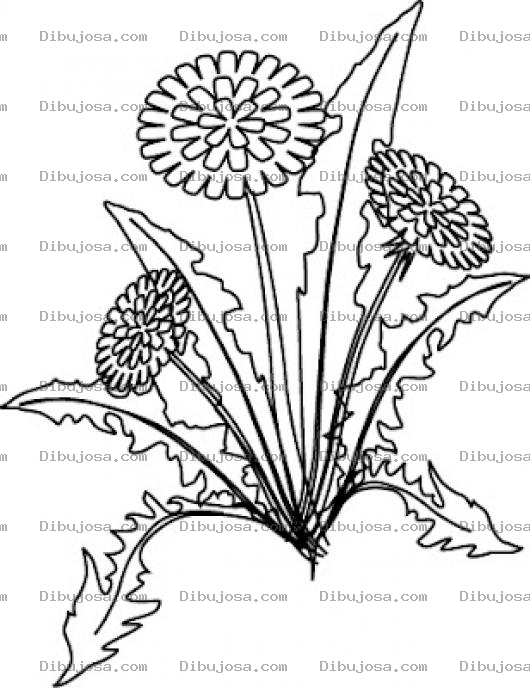 Dibujo para colorear Dientedeleon Dibujo De La Planta De Diente De Leon Para Curar El Higado Graso