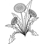 Dibujo para colorear Dientedeleon Dibujo De La Planta De Diente De Leon Para Curar El Higado Graso