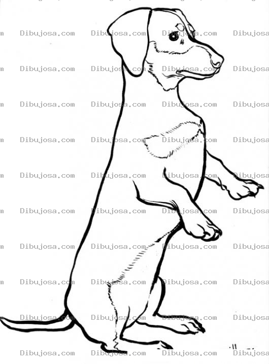 Dibujo para colorear Dibujo De Perro Parado En Dos Patas Para Pintar Y Colorear