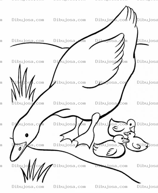 Dibujo para colorear Mama Pata Bebiendo Agua De Un Estanque Frente A Sus Patitos Para Pintar Y Colorear