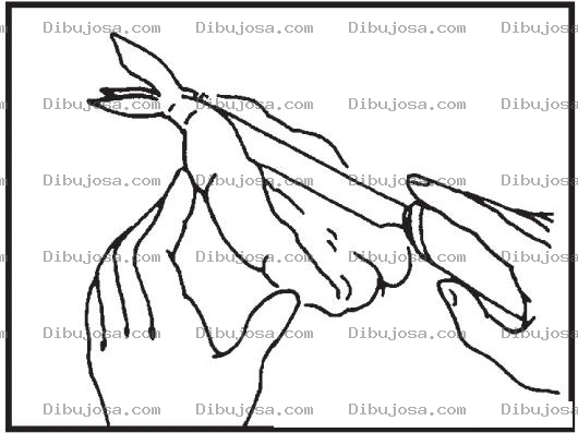 Dibujo para colorear Camaron Jumbo Pelado Para Pintar Y Colorear Dibujo De Camaron Grande