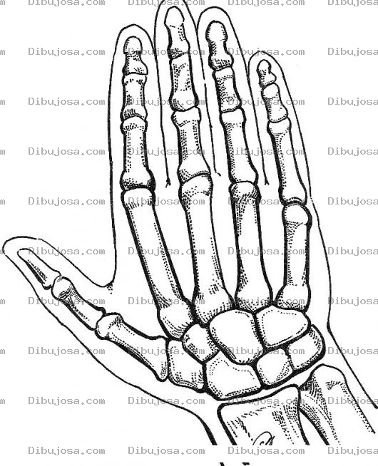 Dibujo para colorear Dibujo De Los Huesos De La Mano Para Pintar Y Colorear Falange Falangina Y Falangeta