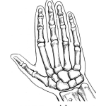 Dibujo para colorear Dibujo De Los Huesos De La Mano Para Pintar Y Colorear Falange Falangina Y Falangeta