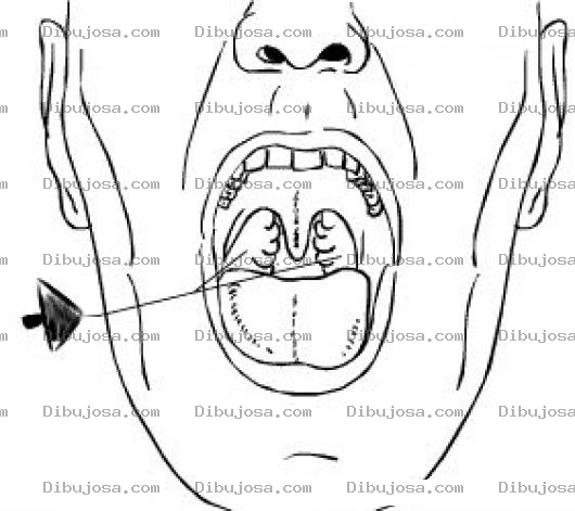 Dibujo para colorear Dibujo De Amigdalas Para Pintar Y Colorear