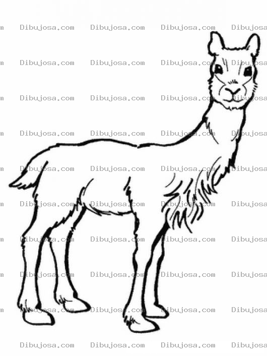 Dibujo para colorear Dibujo D Euna Llama Peruana Para Pintar Y Colorear Yama De Peru