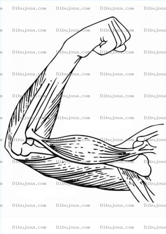 Dibujo para colorear Sistema Muscular Del Brazo Para Pintar Y Colorear Biceps Triceps Y Antebrazo
