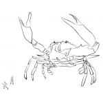 Dibujo para colorear Jaiba Gigante Para Colorear