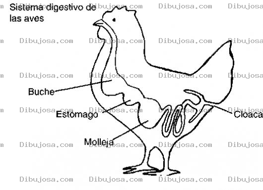 Dibujo para colorear Sistema Digestivo De Una Gallina Para Colorear
