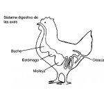 Dibujo para colorear Sistema Digestivo De Una Gallina Para Colorear