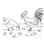 Dibujo para colorear Gallo Gallina Y Pollitos Para Colorear