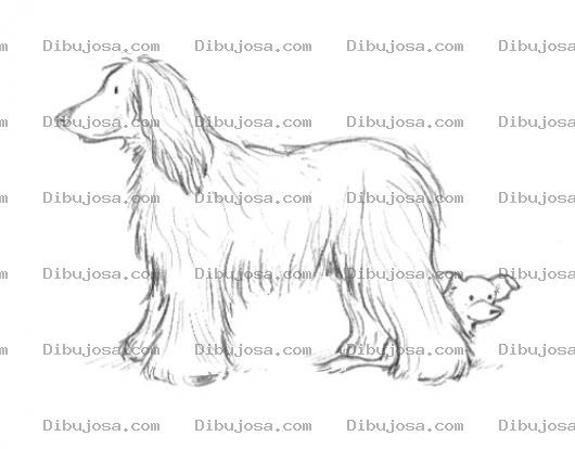 Dibujo para colorear Perro Lanudo Con Chiguagua Para Colorear