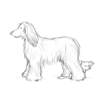 Dibujo para colorear Perro Lanudo Con Chiguagua Para Colorear
