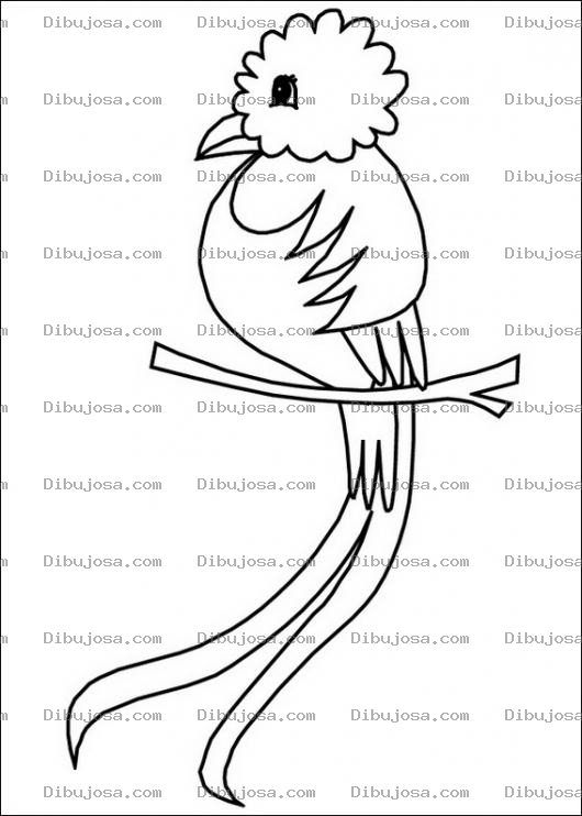 Dibujo para colorear Pintar el Quetzal