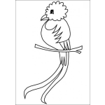 Dibujo para colorear Pintar el Quetzal