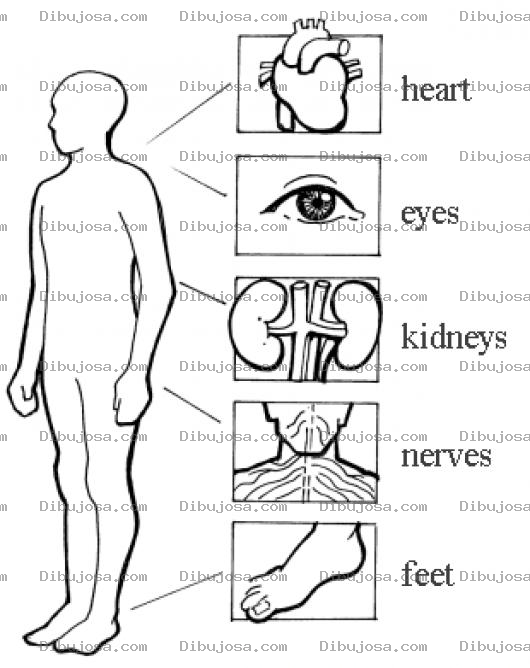 Dibujo para colorear Partes Del Cuerpo En Ingles Dibujo Del Corazon Ojos Rinones Nervios Y Pies Para Colorear