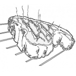 Dibujo para colorear Filete De Carne Asada Para Pintar Y Colorear Carne Azada A La Parrilla Dibujo De Un Asado Delicioso