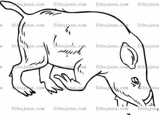 Dibujo para colorear Colorear Jabali