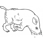 Dibujo para colorear Colorear Jabali