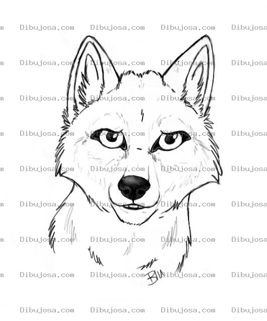 Dibujo para colorear Dibujo De Zorro Serio Para Colorear