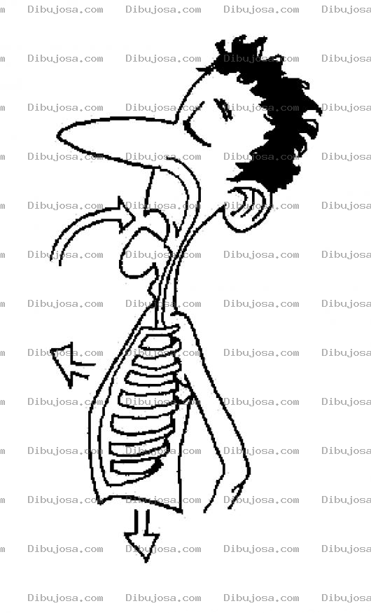 Dibujo para colorear Flujo Del Aire En El Aparato Respiratorio Para Colorear